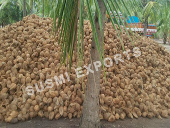 Coconut Exporters in Pollachi