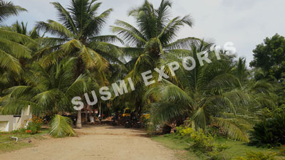 Coconut Exporters in Pollachi