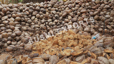 Coconut Exporters in Tamilnadu